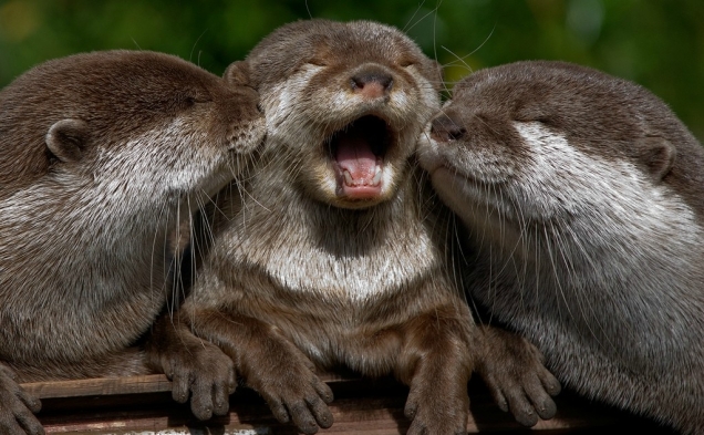 Happy baby otters