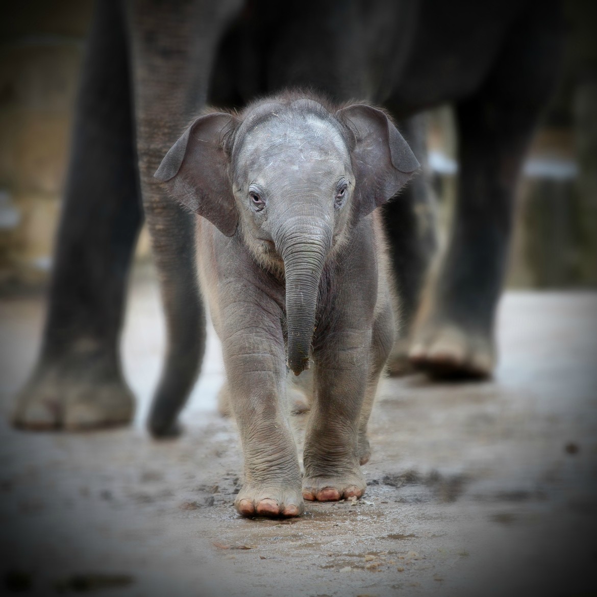 baby-elephant-big.jpg