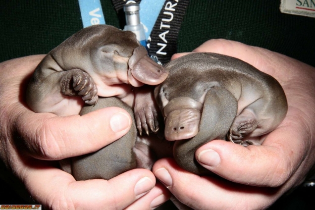 Baby platypus