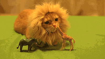 Rawr! - Teh Cute