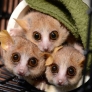 Some mouse lemurs
