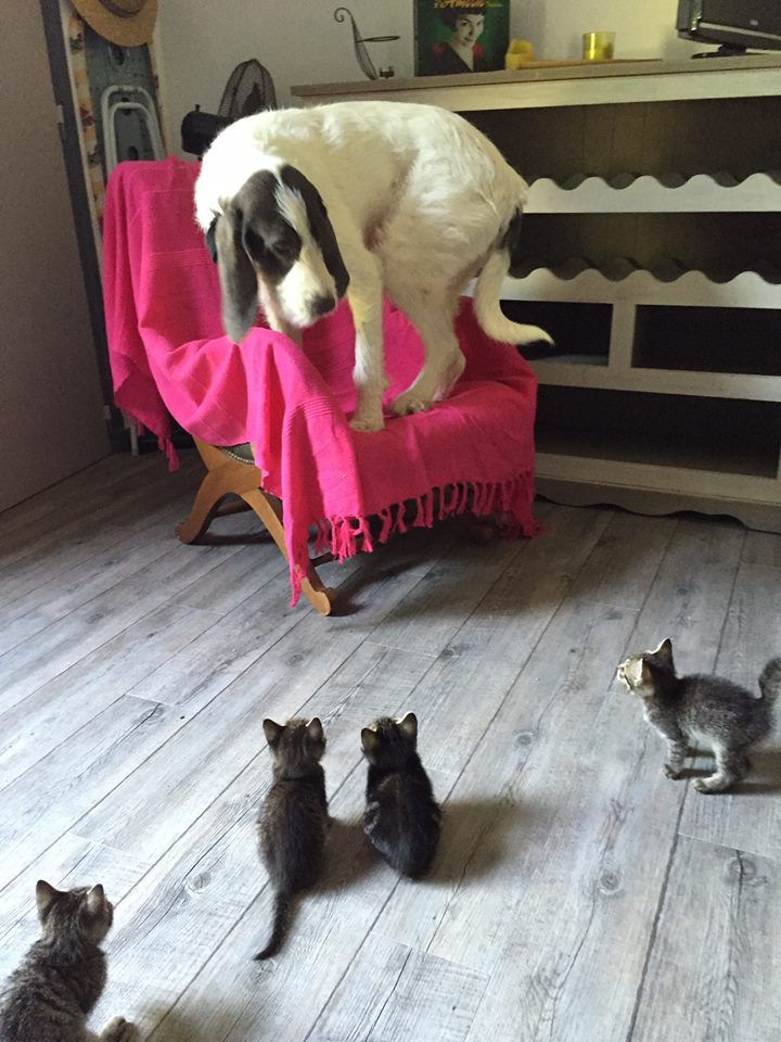 Kitten attack