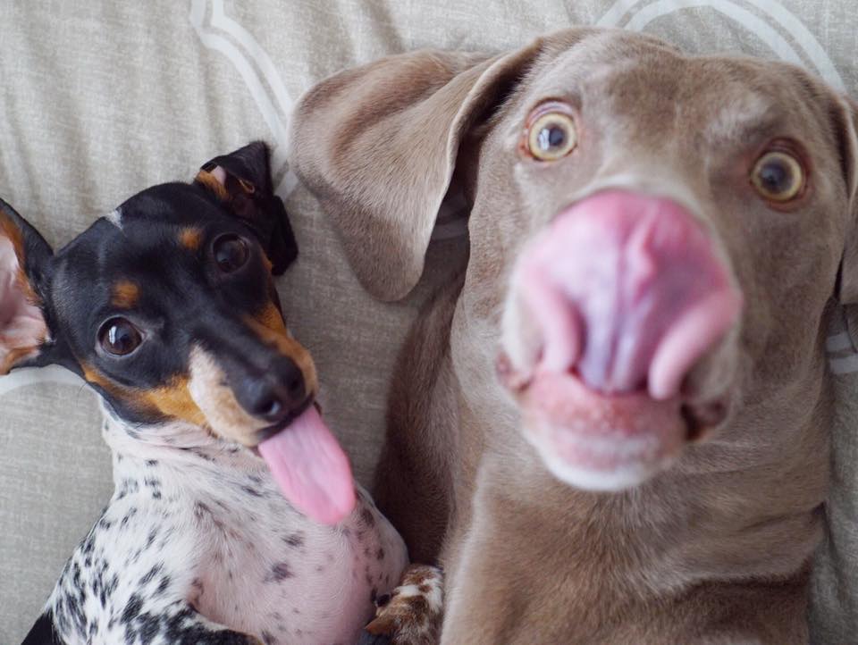 cute animal pictures cute puppy pictures teh cute