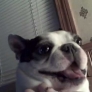 Boston Terrier likes his belly tickled!