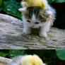 Chick on a kitten... Twice.