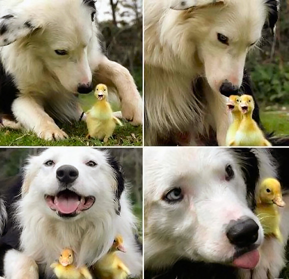 Dog and the little ducklings