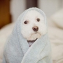 Puppy staying cozy in a towel