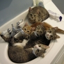 Sinking cats