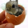 Bunny in an egg shell