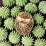 Camouflaged hedgehog