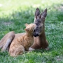 Cat and fawn lovin'