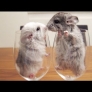 Chinchillas in wine glasses