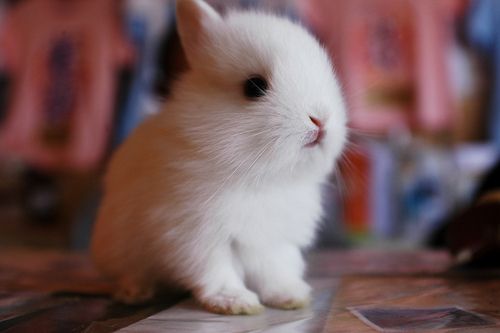 Cute white bunny