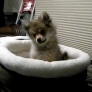 Pomeranian puppy howls at wolves