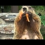 A groundhog eating pizza