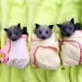 Baby bats