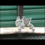 Baby koala makes a leap