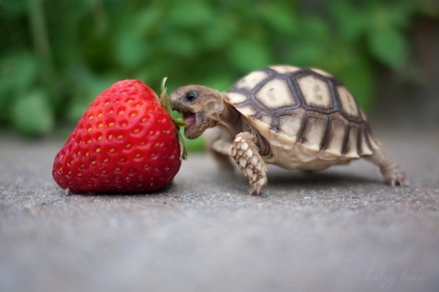 Baby turtle eats strawberry