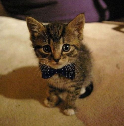 Bow tie kitten