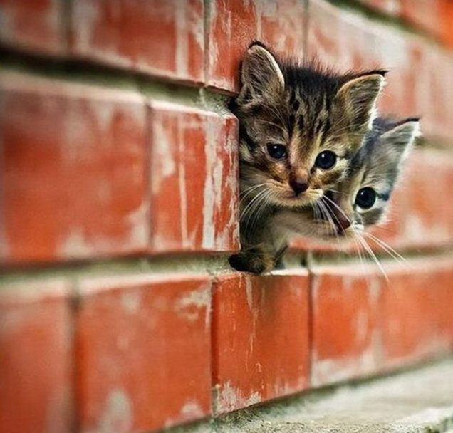 Brick wall kittens