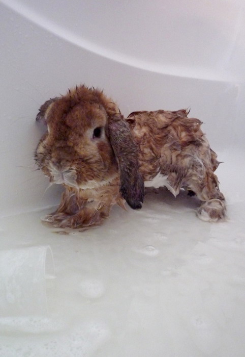 Bunny takes a bath