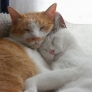 Cats cuddling