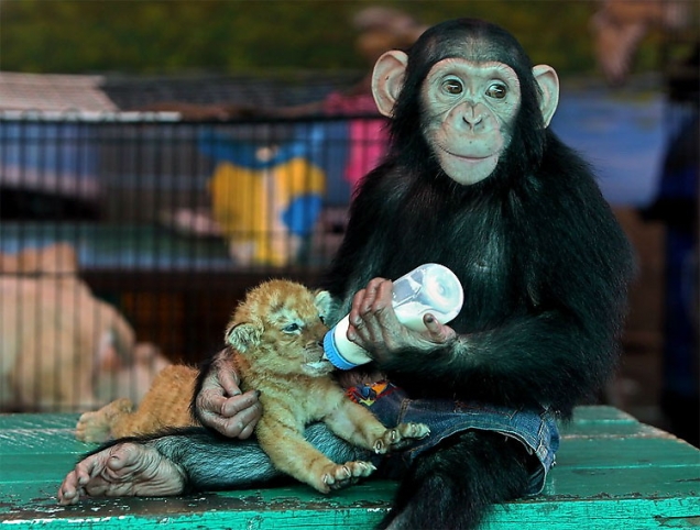 Chimp nurses tiger cub