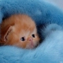Cozy kitten