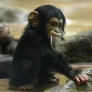 Cute baby chimp