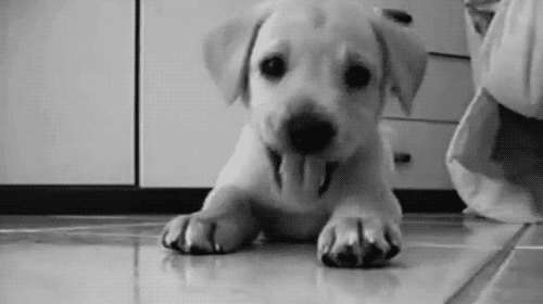 Cute lab puppy
