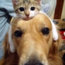 Dog has a cat hat