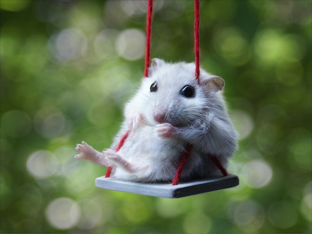 Hamster on a swing