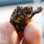 Happy baby turtle is happy