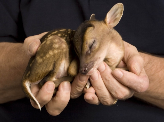 Holding a fawn
