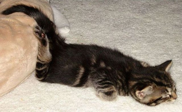 Kitten getting off the pillow