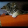 Kitten vs. tissue box