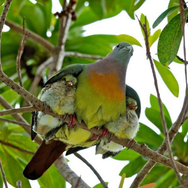Mother bird protecting her babies