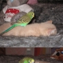 Parrot and kitten friends