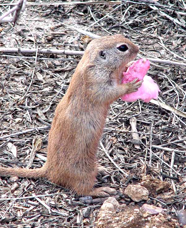 Prairie dog is eating cotton candy