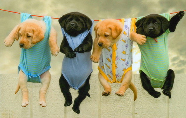 Puppies hangin'