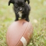 Puppy on a football