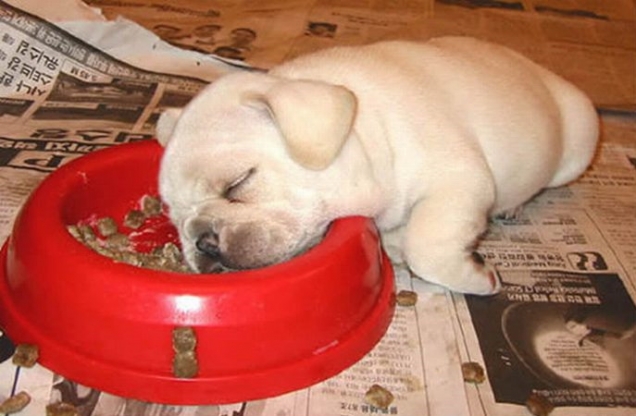 Puppy passed out during dinner