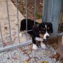 Puppy stuck in the fence