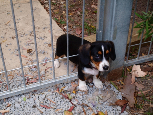 Puppy stuck in the fence