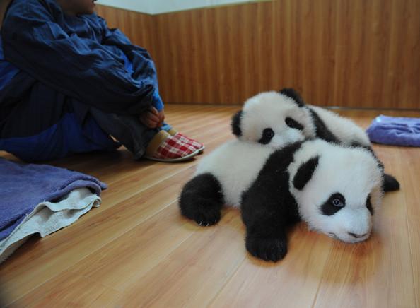 Twin pandas