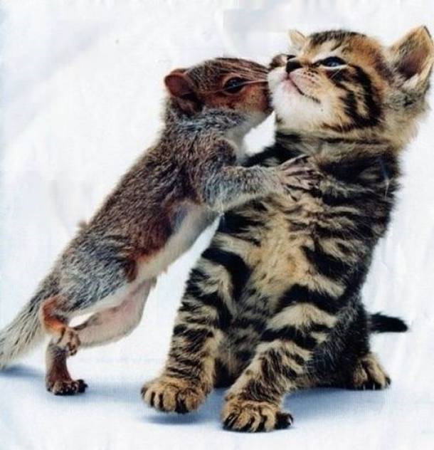 Squirrel kisses kitten