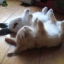 Upside-down bunnies