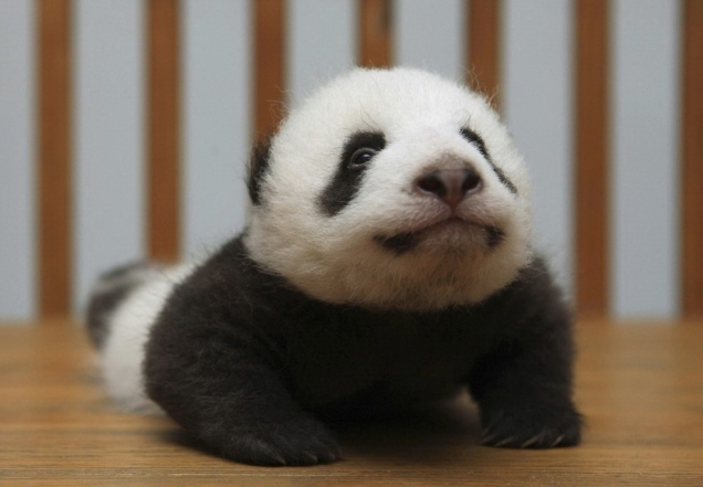 Panda cub in a crib