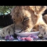 Lion cub eats milk