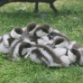 A pile of baby ducks